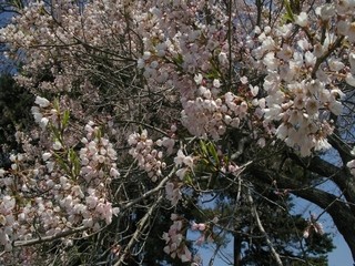 多賀城桜２