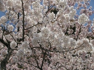 浮島神社の桜