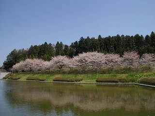 東北歴史博物館の桜