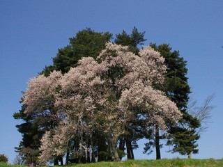 多賀城桜１