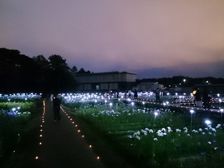 多賀城あやめ祭りライトアップ１